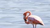 Flamingos in Ohio? Leggy pink birds showing up all over after Idalia