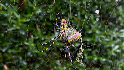 'Flying' venomous Joro spiders spotted for the first time in this state