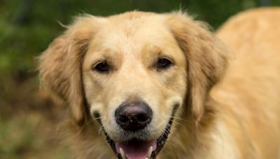 Photographer Shares How 2 Heartbreaking Losses Led Him to His Beloved Golden Retriever