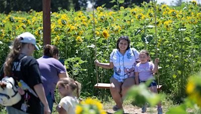 Sunflower farm offers maze and photo spots in Stanislaus County. Here’s when and where