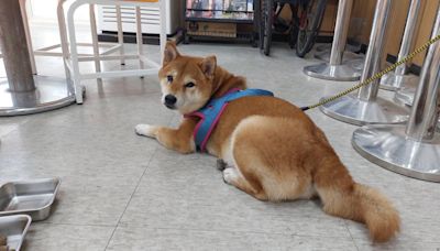 桃園阿柴想回家！母柴犬流浪到警局 掃晶片電話成空號找嘸飼主