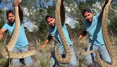 'Utter madness': Man grabs massive rattlesnake barehanded in chilling video. Watch