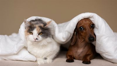 ¿Perros o gatos? Cuál de los dos es más inteligente explicado por la ciencia