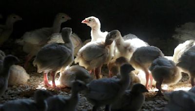 As human cases of bird flu grow, feds say flu vaccine could help prevent a new pandemic