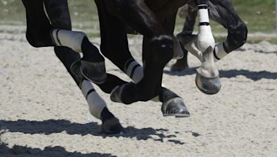 Belmont Park winter racing to take place on a synthetic surface when the track reopens in 2026