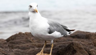 Man Who Allegedly Ripped Off Seagull’s Head for Stealing Daughter’s French Fries Arrested for Animal Cruelty