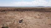 Invasive ants leave lions scrambling for prey on the savannah in an ecological chain reaction