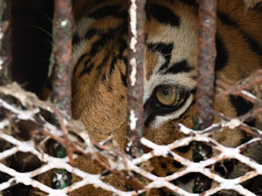 Hambruna y abandono en el antiguo zoológico de los narcos en Honduras