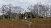 El cambio climático obliga a replantearse el enorme plan de restauración de los Everglades