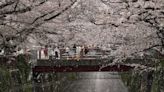 Tokio registra el "sakura" o cerezos en flor más tempranos desde 1953