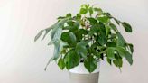 How to Grow and Care for Philodendron Squamiferum