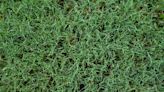 All About Bermuda Grass: Planting, Care and Cost