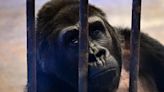 殘忍獨囚逾30年！ 曼谷「世界最悲傷」大猩猩眼神哀戚