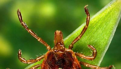 Prevention is the Key to Avoiding Tick Bites - The Martha's Vineyard Times