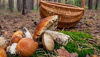 El pueblo de Córdoba que esconde un jardín con centenares de especies de setas único en Europa