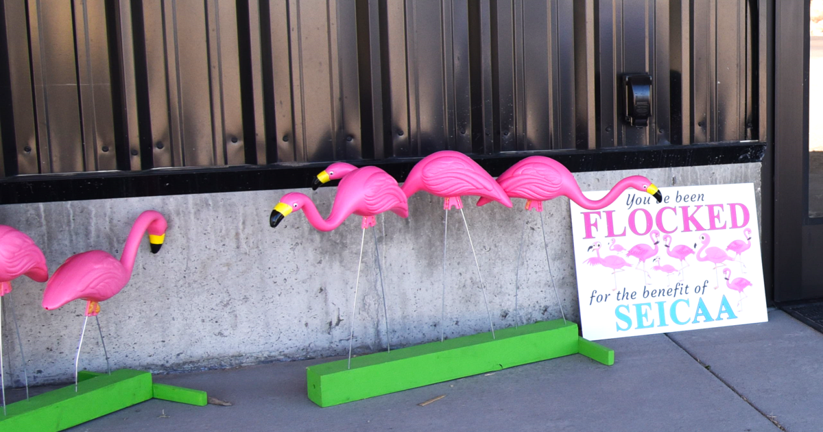 Roving flocks of flamingos found in Blackfoot as part of SEICAA fundraiser