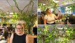 Office plant potted 15 years ago grows into 300-foot beast, is named after ‘Little Shop of Horrors’ character