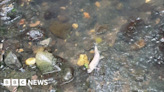 Three Mile Water: 'Chemical smell' reported at fish kill scene