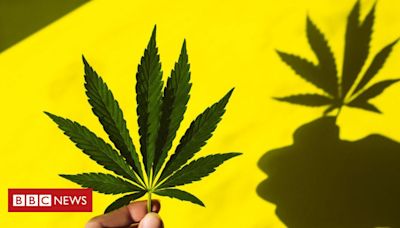 Como a maconha afeta nossa cognição e psicologia, segundo estudos