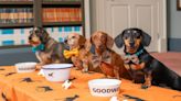 Sausage dogs, now's your time to shine! New festival dedicated to Dachshunds