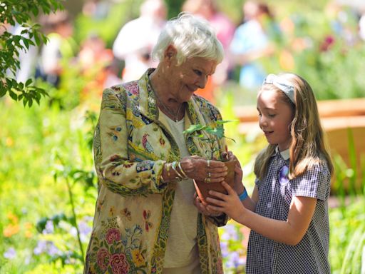 Dame Judi Dench places first Sycamore Gap seedling at Chelsea Flower Show