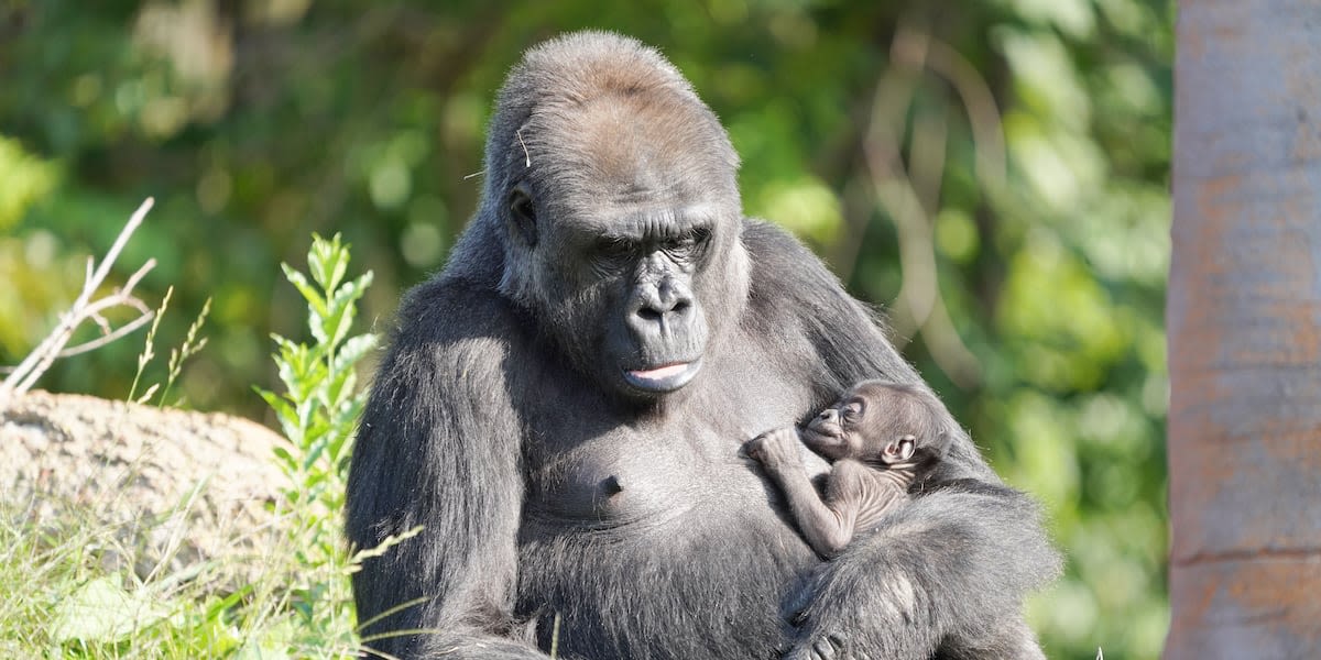 Baby gorilla’s name announced by Detroit Zoo