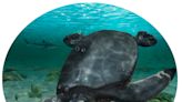 Massive ancient sea turtle discovered in Spain was nearly the size of a car, researchers say