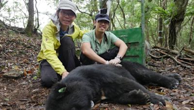 繫放台灣黑熊「刀疤斯」遭槍擊死亡 玉管處：不排除是夜間盜獵