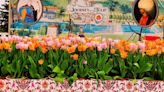 Destination: Holland, Mich. Tulip Time a colorful portal to region's history, allure