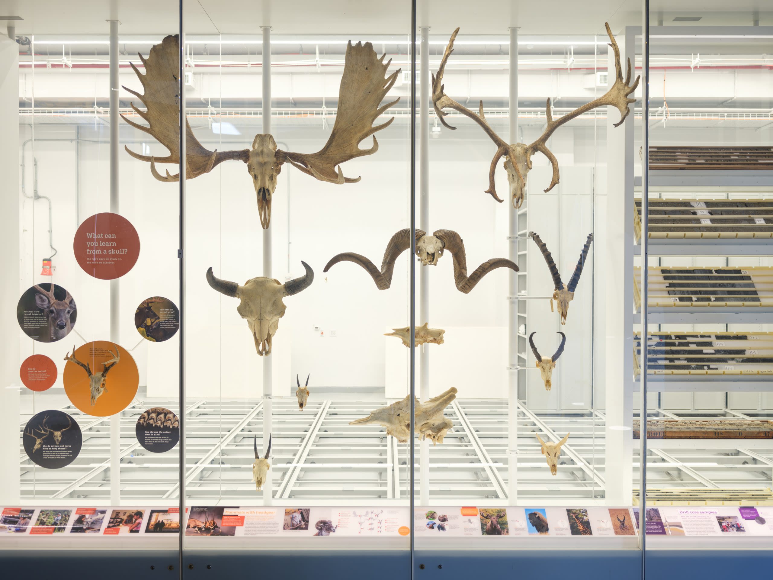 Common Ancestor Identified – Researchers Decode the Ancient Origins of Horns, Antlers, and Ossicones