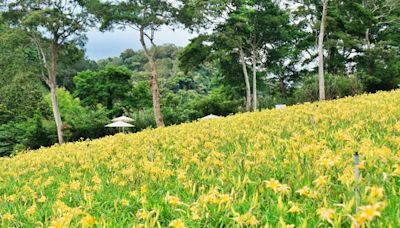 「桃園繡球金針花季」日期曝！16家農場開滿花 18條小旅行開放報名