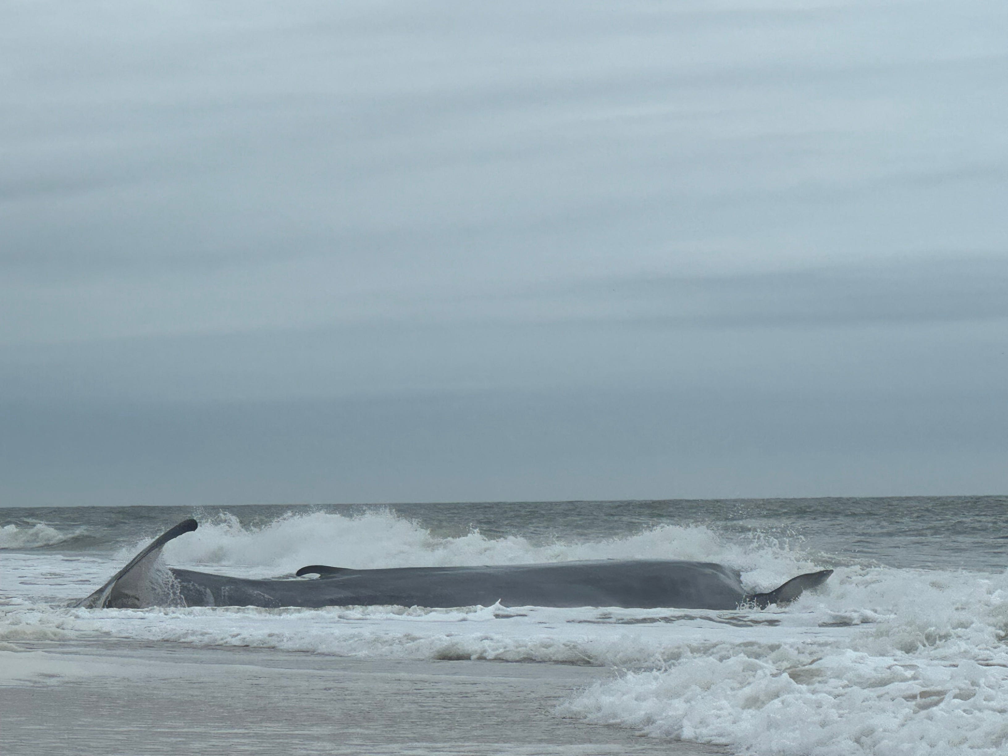 50-foot fin whale beached, likely dying at Delaware Seashore State Park on Sunday