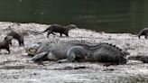 ‘Fearless’ otters appear to be teasing crocodile with missing tail