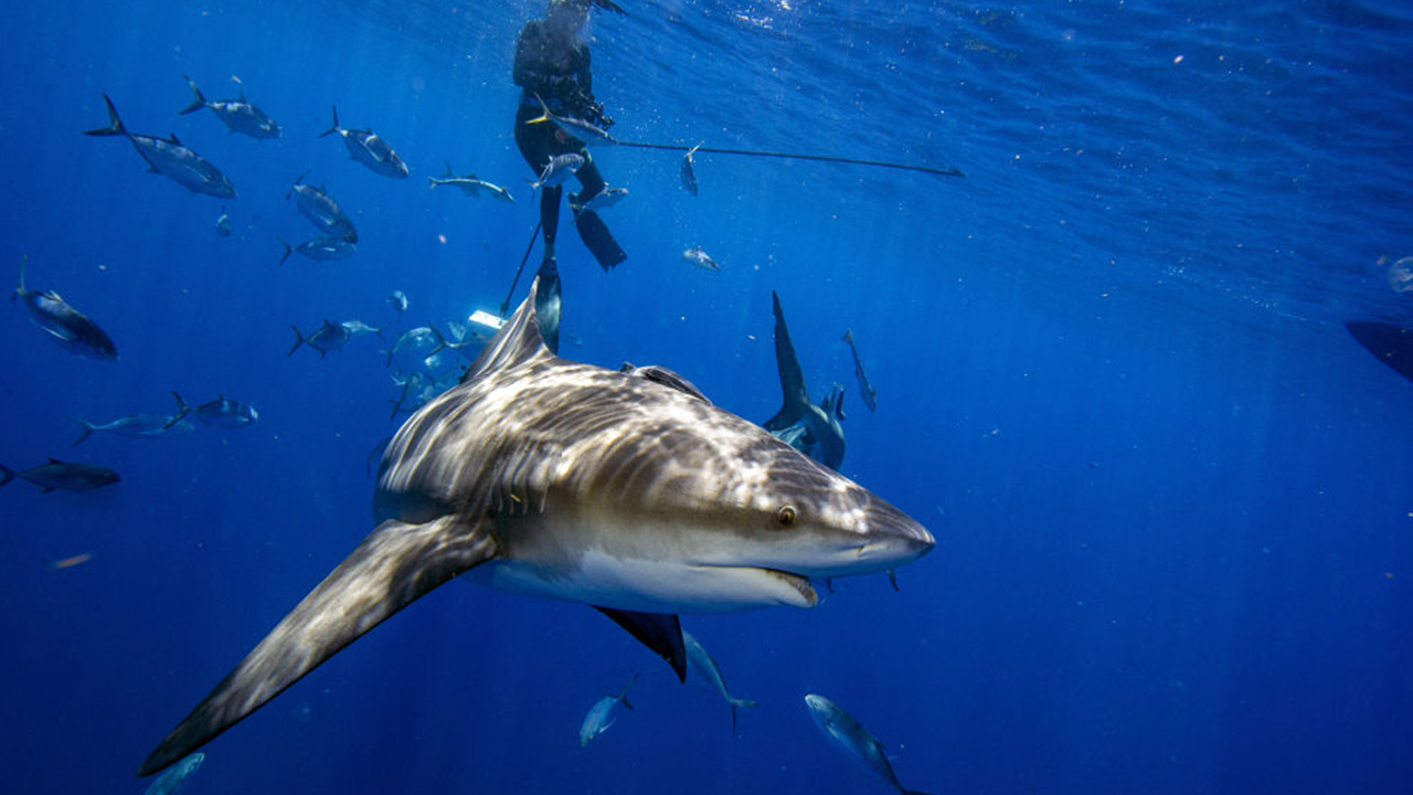 Series of Florida shark attacks had nothing to do with orcas, marine biologist says: report