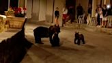 "Crimen injustificable contra la naturaleza": Indignación en Italia por la muerte de un oso