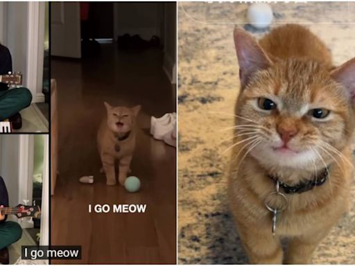 「I Go Meow」迷因貓當天使了！ 飼主曝死訊：以為牠還很年輕