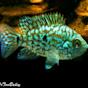 Blue Texas Cichlid