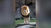 Leo III, the University of North Alabama’s lion, has died