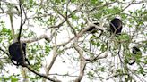 Monos aulladores caen muertos de árboles por el calor en México