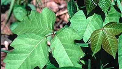 What to know about poison ivy before clearing your landscape: Dan Gill explains