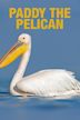 Paddy the Pelican