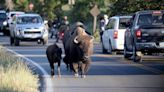 Video: Bison charge tourists at Yellowstone