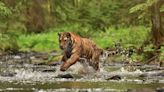 Tigre de Sibérie : pourquoi est-il en danger d’extinction ?