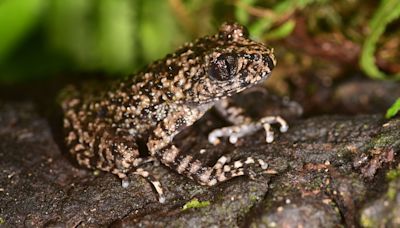 New toothed toad found by scientists on the hunt for its ‘brother’