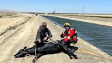 Cow rescued by deputies from Fresno County canal