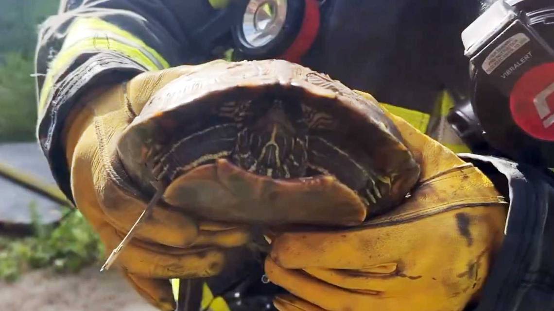 Turtle rescued by Sacramento firefighters from abandoned structure fire in Discovery Park