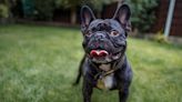 The controversy over French bulldogs, America's new favorite dog breed