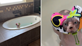 Hairless cat wearing a shower cap refuses to get out of the bath: "Nope"