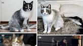 Genetic mutation responsible for new coat pattern in cats in Finland identified