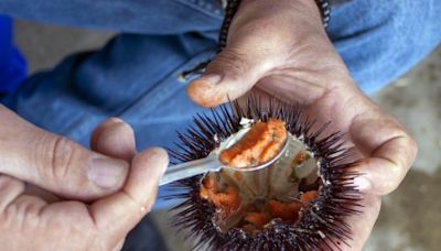 海膽低卡、蛋白質多！營養師揭「4大意想不到好處」：更有性致了 但3種人要小心吃